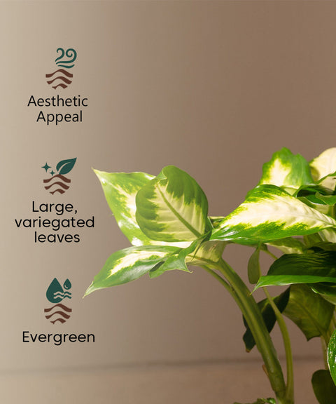 Dieffenbachia with Zen Metal Planter