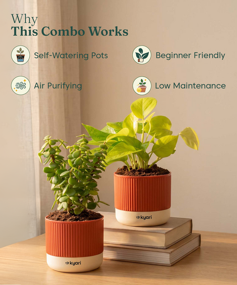 Lucky Plants Combo - Set of 2 Self Watering Plants