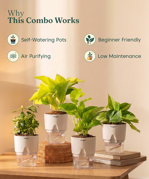 Low Maintenance Combo - Set of 4 Self Watering Plants