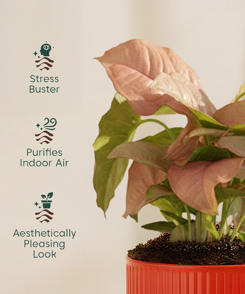 Syngonium Pink Plant with Mylo Self Watering Pot -  Cred Offer