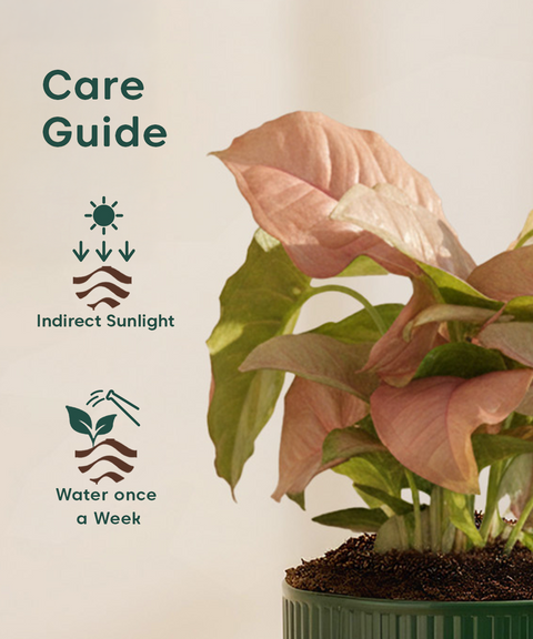 Syngonium Pink Plant with Mylo Self Watering Pot -  Cred Offer