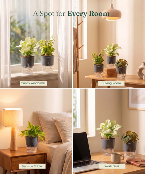 Air Purifying Combo - Set of 4 Self Watering Plants