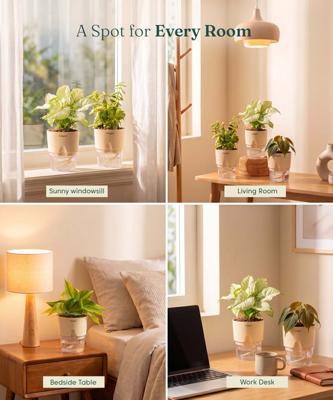 Air Purifying Combo - Set of 4 Self Watering Plants