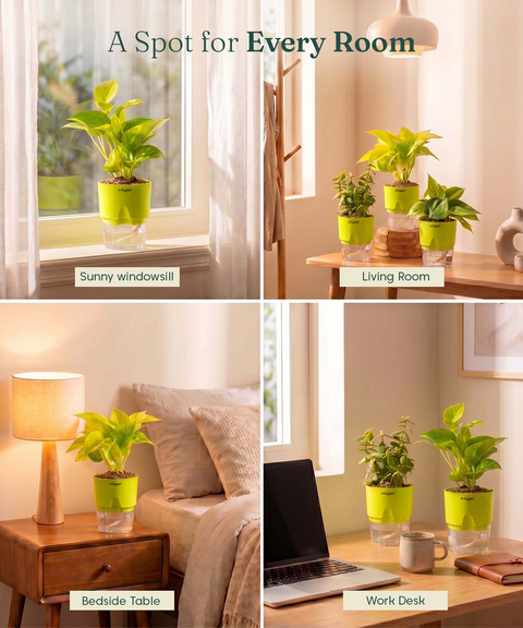 Low Maintenance Combo - Set of 4 Self Watering Plants