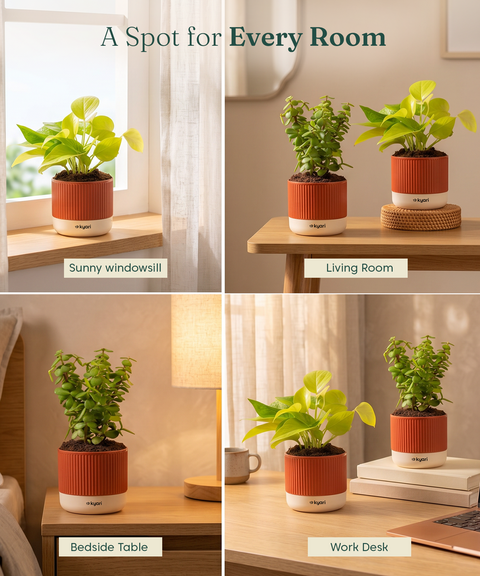 Lucky Plants Combo - Set of 2 Self Watering Plants