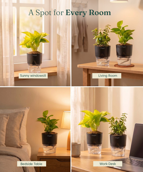 Good Luck Trio - Set of 3 Vastu Aligned Self Watering Plants
