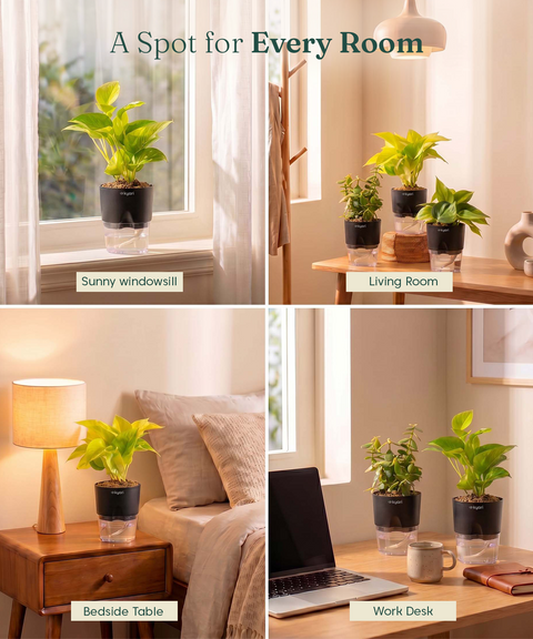 Low Maintenance Combo - Set of 4 Self Watering Plants