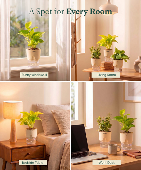 Low Maintenance Combo - Set of 4 Self Watering Plants
