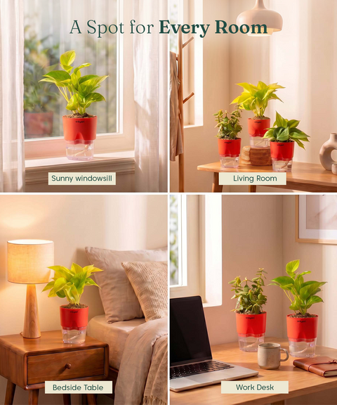 Low Maintenance Combo - Set of 4 Self Watering Plants