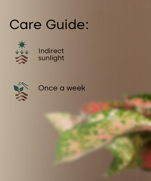 Aglaonema Valentine with Extra Large Metal Self Watering Pot