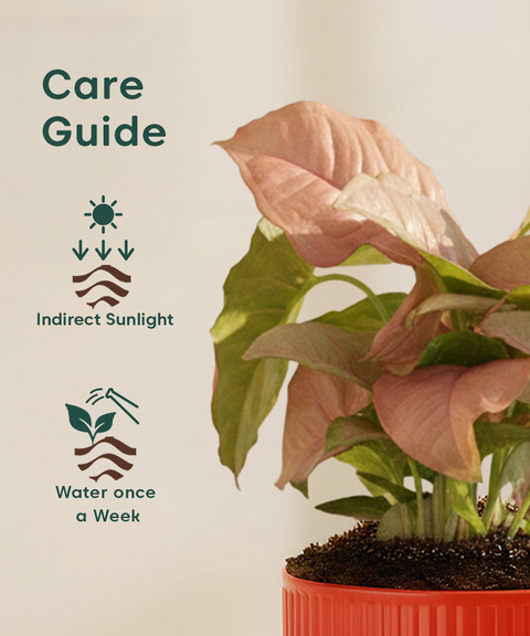 Syngonium Pink Plant with Mylo Self Watering Pot -  Cred Offer