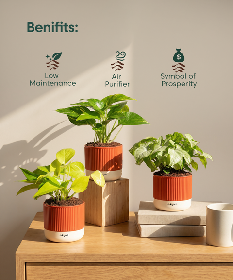 Work Desk Air Purifying Combo
