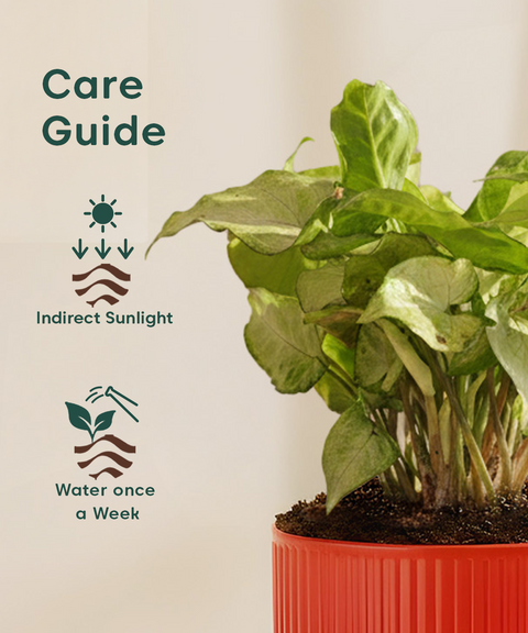 Syngonium Pixie White Plant with Mylo Self Watering Pot