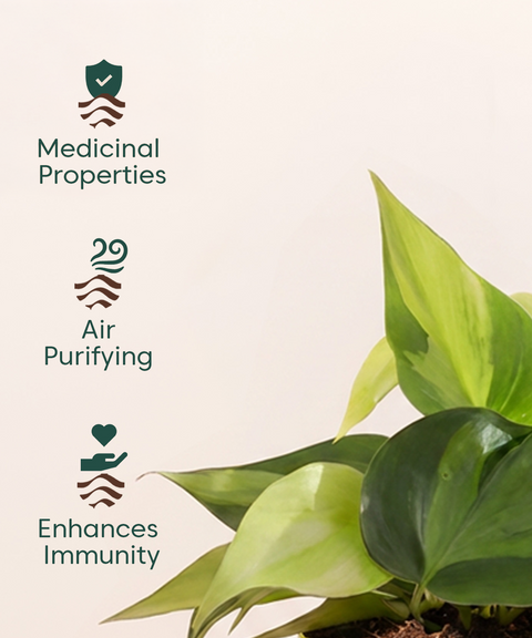 Philodendron Oxycardium Plant With Self Watering Pot