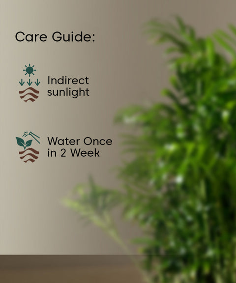 Chamaedorea Palm Plant With Large Metal Self Watering Pot