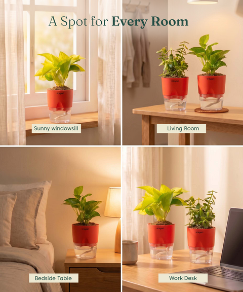 Good Luck Trio - Set of 3 Vastu Aligned Self Watering Plants