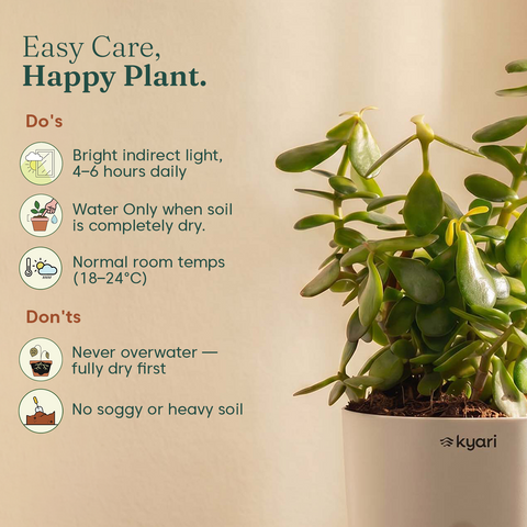 Lucky Jade Plant With Self Watering Pot