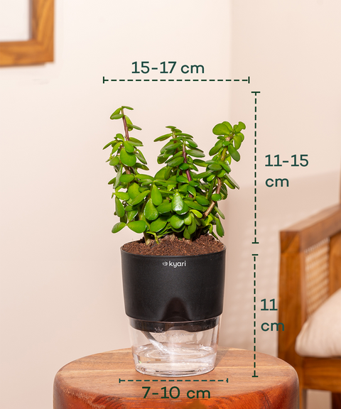 Low Maintenance Starter Plant Combo
