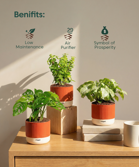Stress Relief Indoor Plant Combo