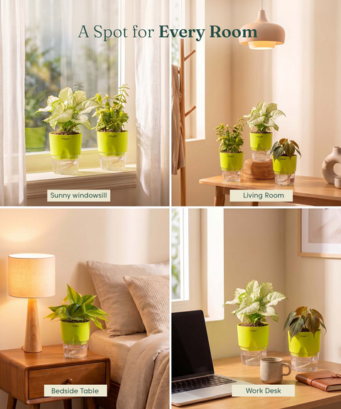Air Purifying Combo - Set of 4 Self Watering Plants