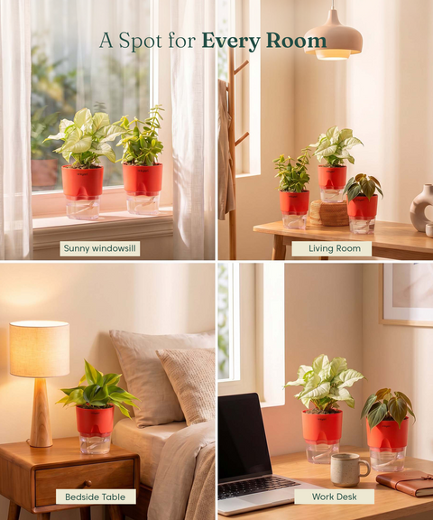 Air Purifying Combo - Set of 4 Self Watering Plants