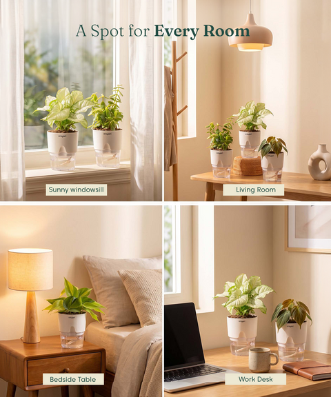 Air Purifying Combo - Set of 4 Self Watering Plants