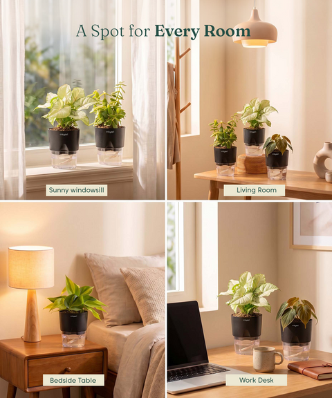 Air Purifying Combo - Set of 4 Self Watering Plants