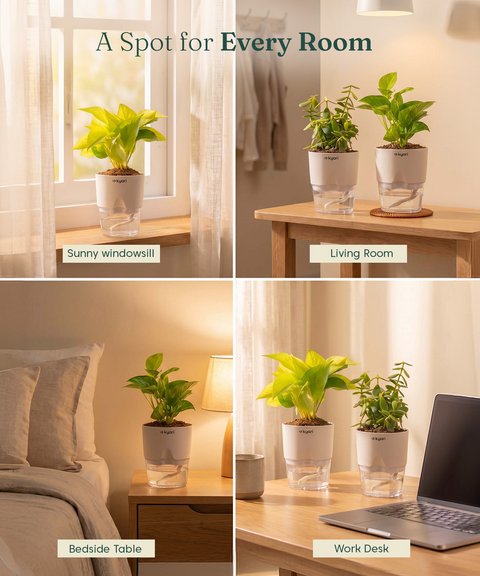 Good Luck Trio - Set of 3 Vastu Aligned Self Watering Plants