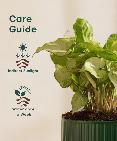 Syngonium Pixie White Plant with Mylo Self Watering Pot