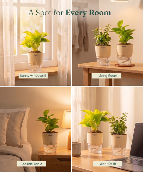 Good Luck Trio - Set of 3 Vastu Aligned Self Watering Plants