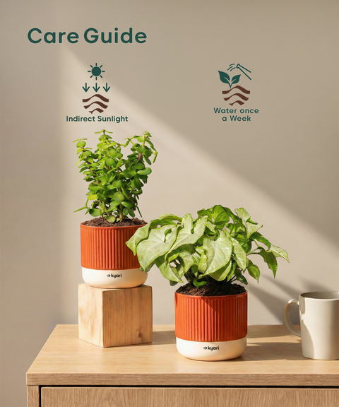 Low Maintenance Starter Plant Combo