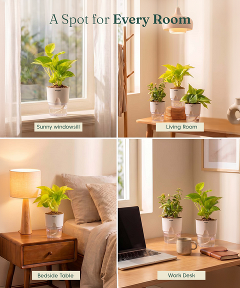 Low Maintenance Combo - Set of 4 Self Watering Plants