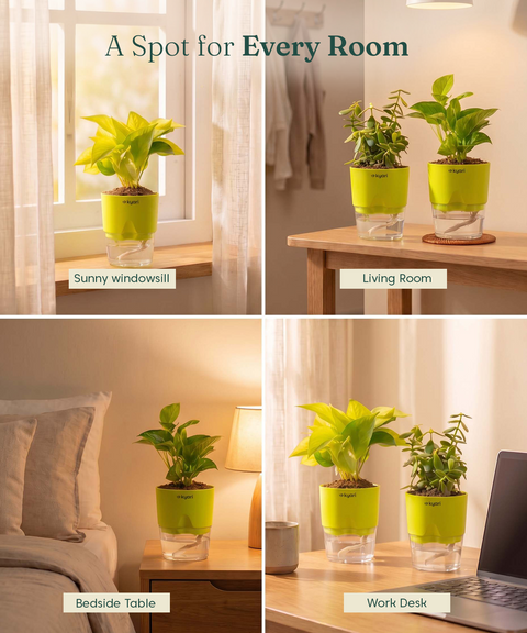 Good Luck Trio - Set of 3 Vastu Aligned Self Watering Plants