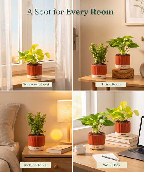 Lucky Plants Combo - Set of 3 Self Watering Plants