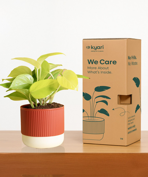 Syngonium Pink Plant with Mylo Self Watering Pot -  Cred Offer