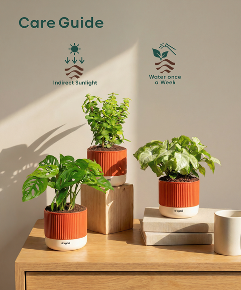 Stress Relief Indoor Plant Combo
