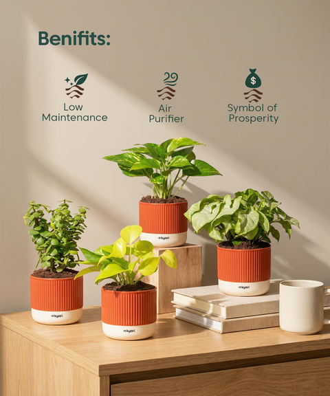 Vastu Prosperity Plant Combo