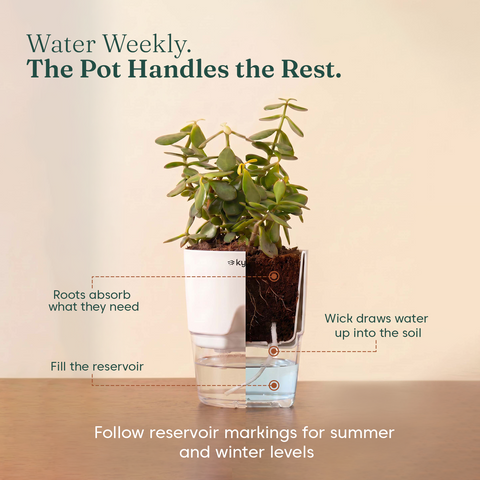 Lucky Jade Plant With Self Watering Pot
