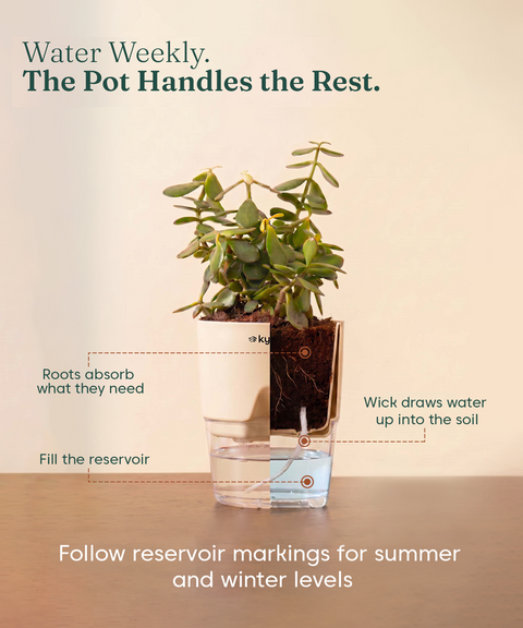 Low Maintenance Combo - Set of 4 Self Watering Plants