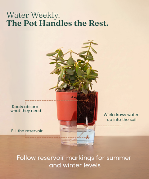 Good Luck Trio - Set of 3 Vastu Aligned Self Watering Plants