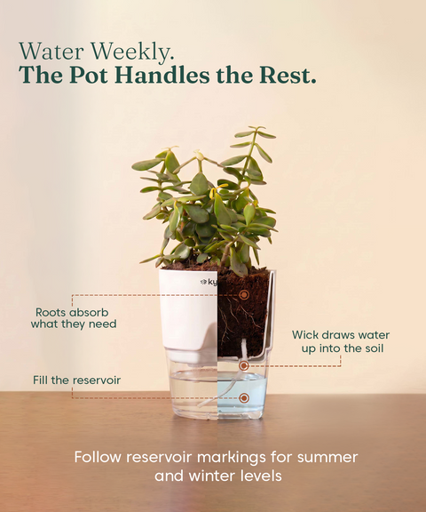 Low Maintenance Combo - Set of 4 Self Watering Plants