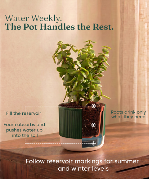 Lucky Plants Combo - Set of 3 Self Watering Plants