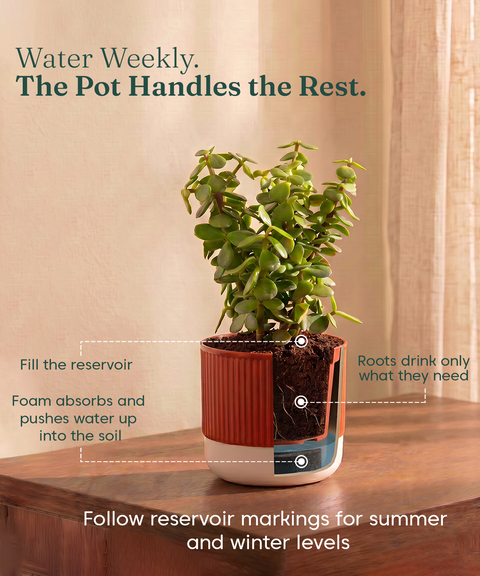 Lucky Plants Combo - Set of 2 Self Watering Plants