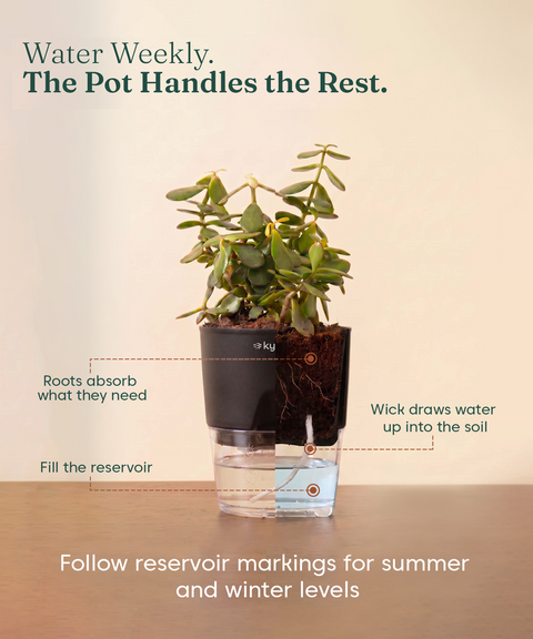 Good Luck Trio - Set of 3 Vastu Aligned Self Watering Plants