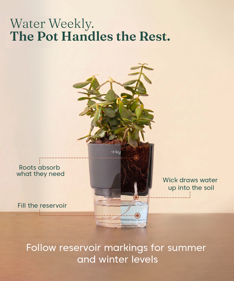 Good Luck Trio - Set of 3 Vastu Aligned Self Watering Plants