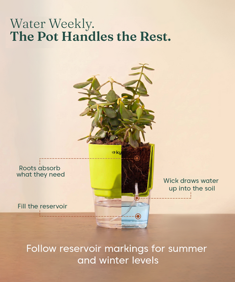 Good Luck Trio - Set of 3 Vastu Aligned Self Watering Plants