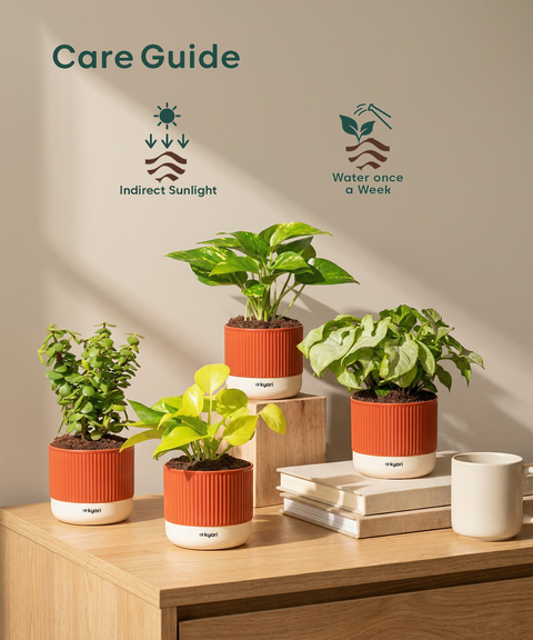 Vastu Prosperity Plant Combo