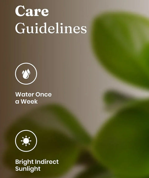 Peperomia Green Plant Paytm