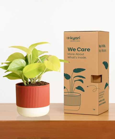 Stress Relief Indoor Plant Combo
