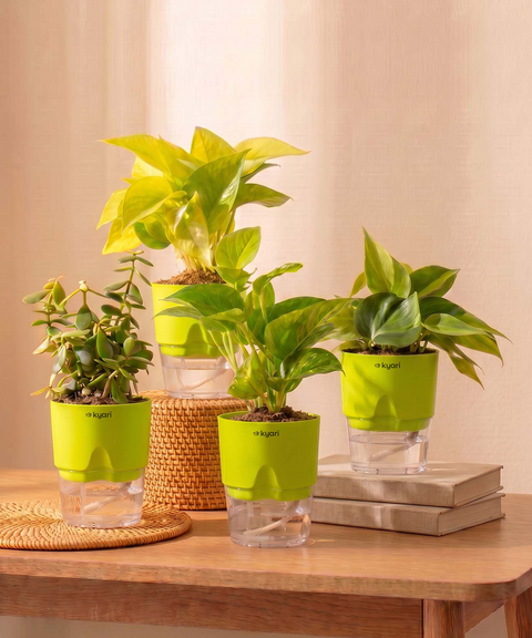 Low Maintenance Combo - Set of 4 Self Watering Plants